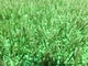 Eco Friendly Turf Rubber Infill / Cooling Infill untuk rumput buatan